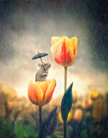 Braving the Rain