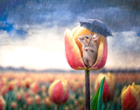Shelter in the Rain