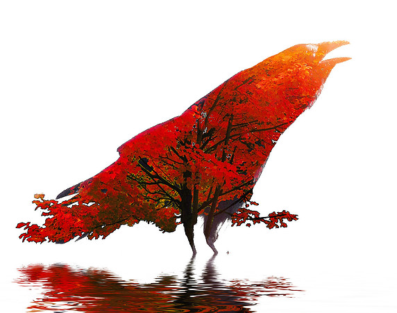 Fall Crow