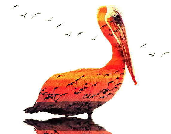 Sunset Pelican
