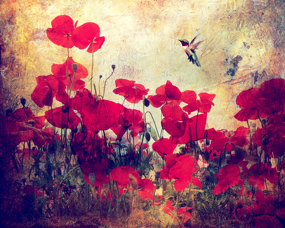 Miss Poppy and the Hummingbird