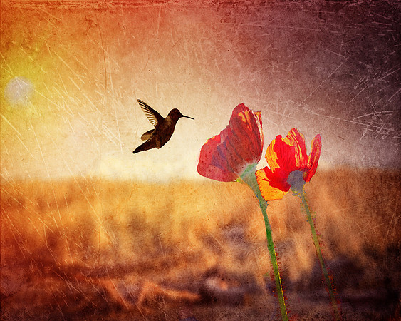 Tender Sentiment