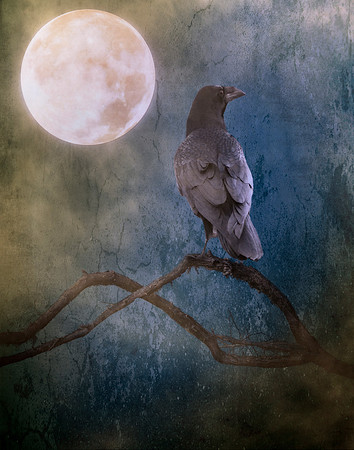 Basking in the Moonlight