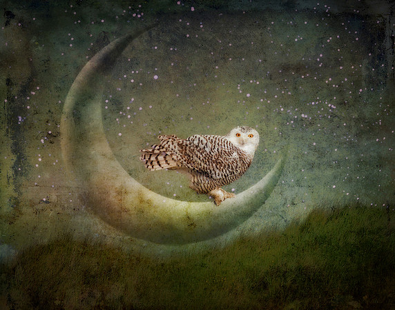 Tales of the Snowy and Moon