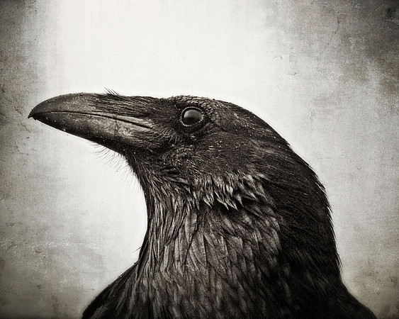 Raven in the Rain