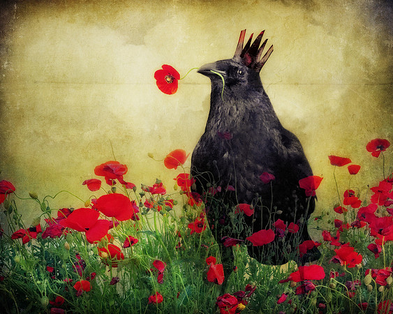The Grand Ole Poppy King