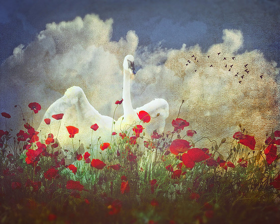 Busking Through the Poppies