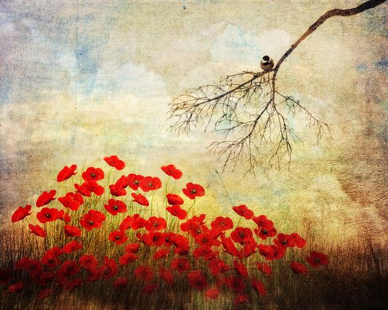 Little Patch of Poppies