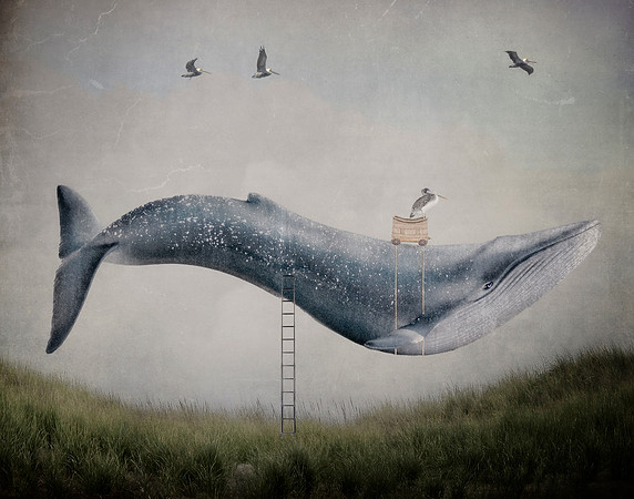 Whale Rides