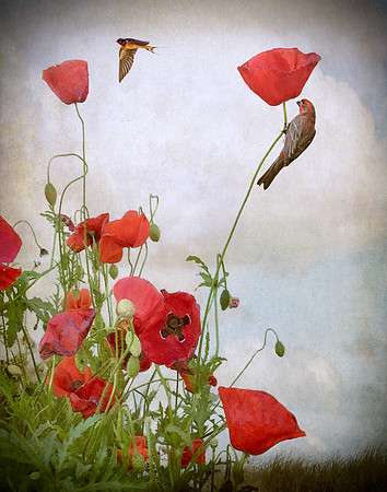 Summer Joy
