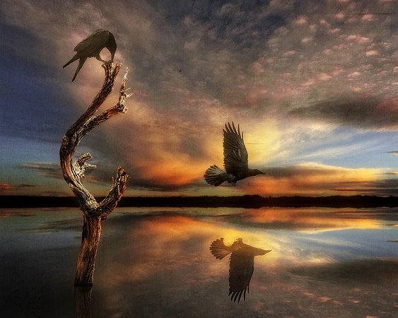 Ravens at Sunset