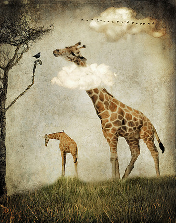 Head in the Clouds