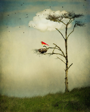 The Red Bird