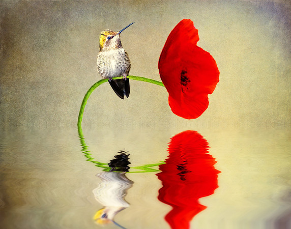 Reflections 1
