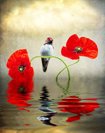 Reflections 2