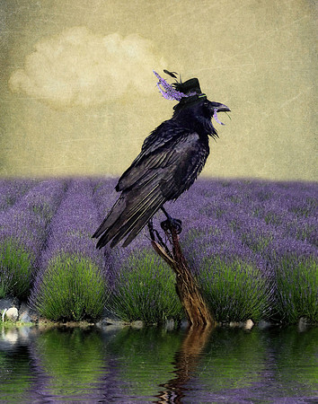For My Hat.    ** Not available in 11x14 Limited Edition Print***