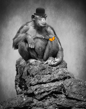 Chimpanzee and Butterfly