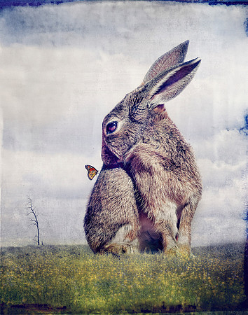 Social Butterfly