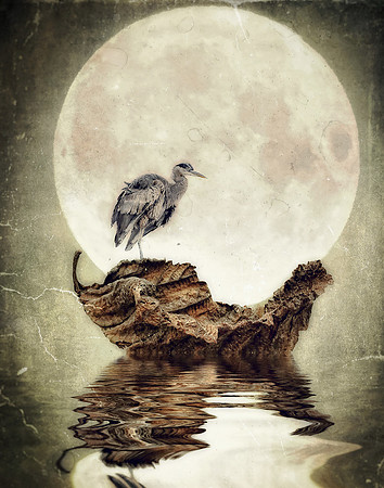 Moonlights Reflection
