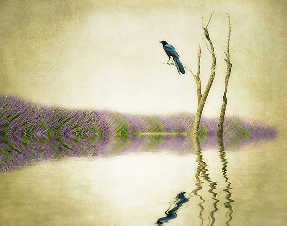 Lavenders Reflections