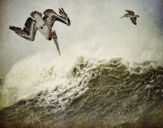 Diving for Fish