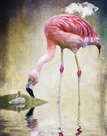 Curiosity