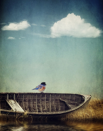 Captain Bluebird