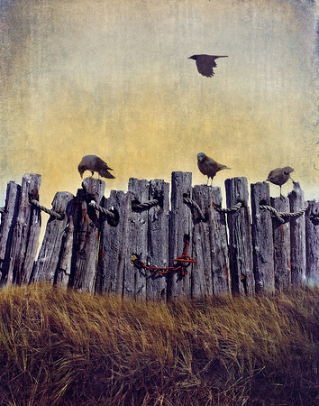 On the Fence