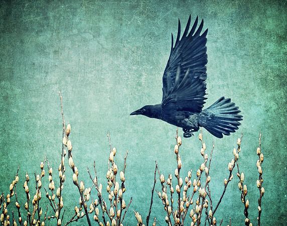 Spring Flight