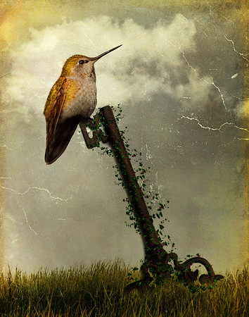 The Lookout