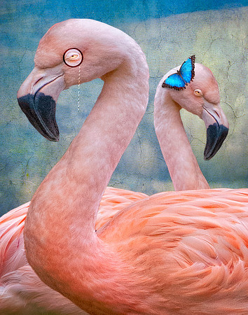Kiss of Pink