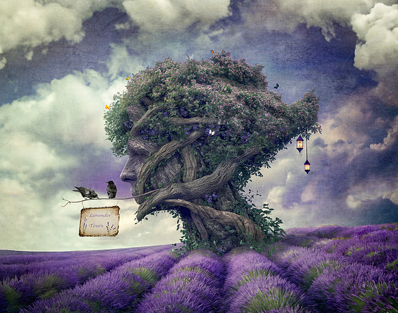 Lavender Tours