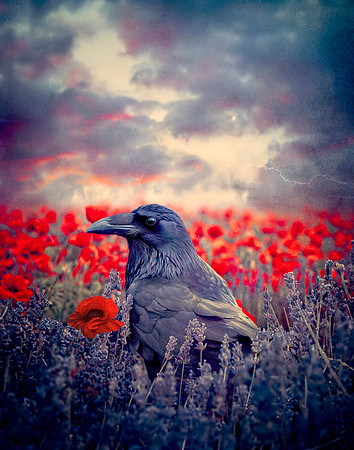 Tiptoe Through the Lavender