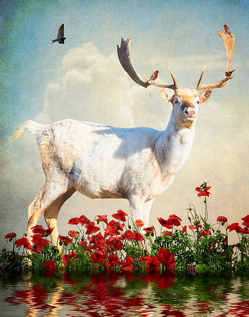 The White Stag in the Poppies