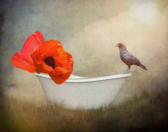 Poppies Delight