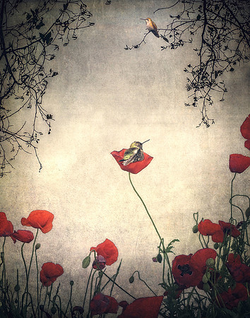 Sleeping Hummingbird